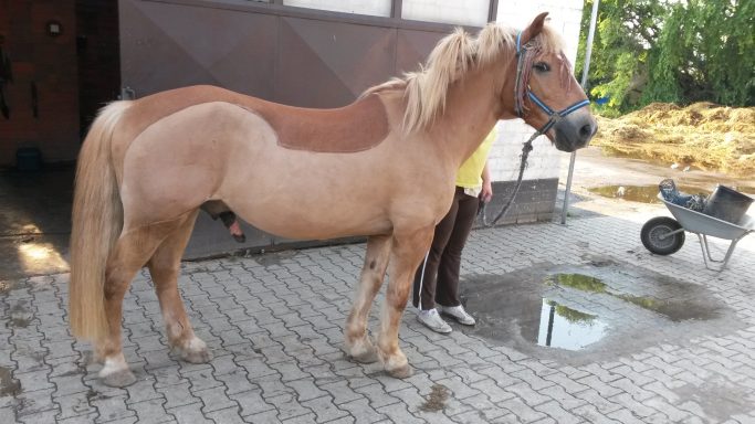 Deckenschnitt